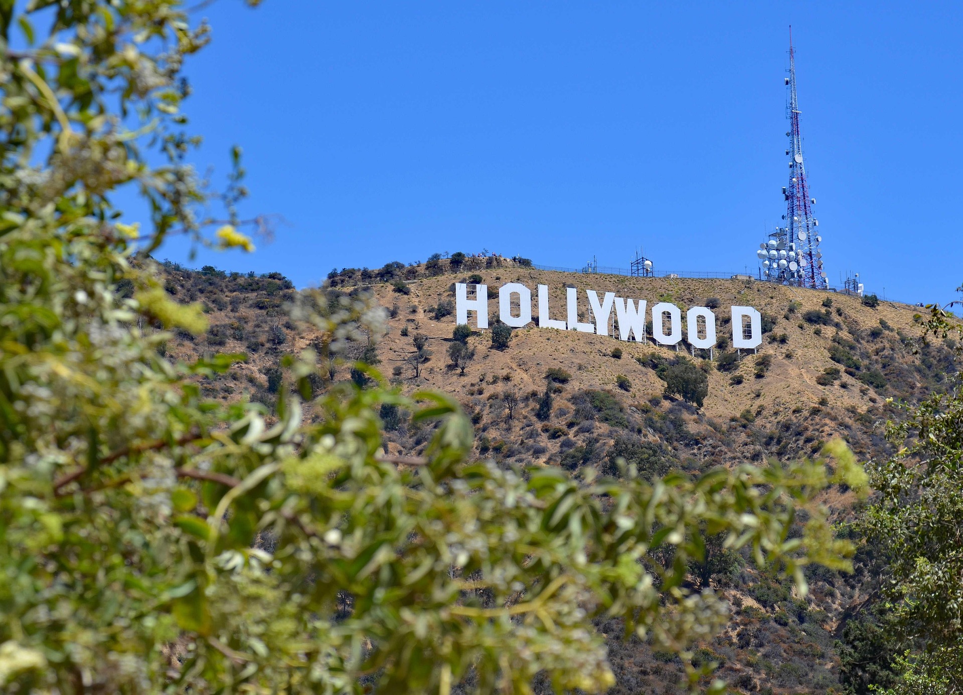 Hollywood & Micro Dramas